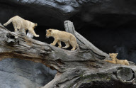 Löwenbabies im Gehege des Tierparks Hagenbeck in Hamburg