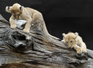 Löwenbabies im Gehege des Tierparks Hagenbeck in Hamburg
