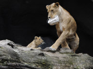 Löwenbabies im Gehege des Tierparks Hagenbeck in Hamburg