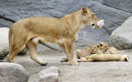 Löwenbabies im Gehege des Tierparks Hagenbeck in Hamburg