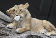 Löwenbabies im Gehege des Tierparks Hagenbeck in Hamburg