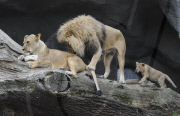 Löwenbabies im Gehege des Tierparks Hagenbeck in Hamburg