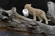 Löwenbabies im Gehege des Tierparks Hagenbeck in Hamburg