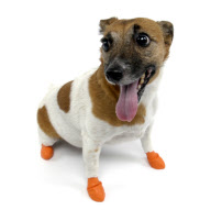 'Pawz' elasticated, waterproof boots for dogs, America - 11 Jul 2011