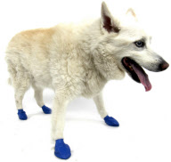 'Pawz' elasticated, waterproof boots for dogs, America - 11 Jul 2011