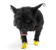'Pawz' elasticated, waterproof boots for dogs, America - 11 Jul 2011