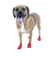 'Pawz' elasticated, waterproof boots for dogs, America - 11 Jul 2011