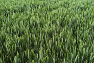 UK Farm