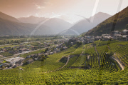 Viticulture Europe
