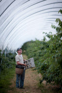 Cherry picking at Little Sharsted Farm in Doddington, Kent, Britain - 09 Jul 2011