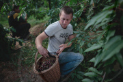 Cherry picking at Little Sharsted Farm in Doddington, Kent, Britain - 09 Jul 2011