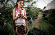 Cherry picking at Little Sharsted Farm in Doddington, Kent, Britain - 09 Jul 2011