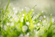 Dewdrops on grass