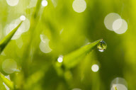 Dewdrops on grass