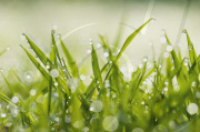 Dewdrops on grass