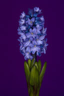 Blooms