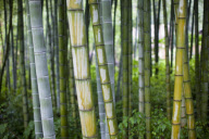 Travel and Wildlife - South East Asia