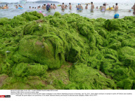 CHINA: Beach covered by green algae