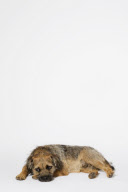 Animal mix