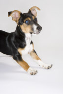 Jack Russell