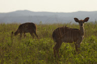African Wildlife