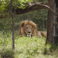 African Wildlife