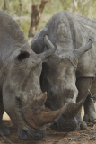 African Wildlife