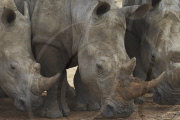 African Wildlife