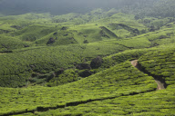 Indian Scenics