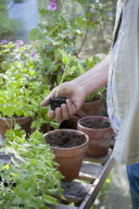 In The Garden