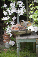 In The Garden