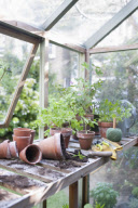 In The Garden
