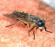 Cleg-fly (Haematopota pluvialis)