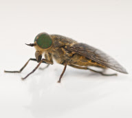 Cleg-fly (Haematopota pluvialis)