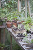 In The Garden