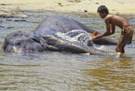 Sri Lanka - 1994