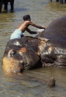 Sri Lanka - 1994