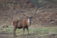 UK wildlife