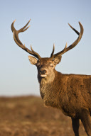 UK wildlife