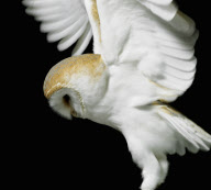 Flight