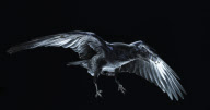 Flight