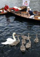Swan Upping on the River Thames between Shepperton Lock and Windsor, Britain - 18 Jul 2011