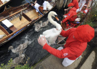 Swan Upping on the River Thames between Shepperton Lock and Windsor, Britain - 18 Jul 2011
