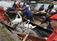 Swan Upping on the River Thames between Shepperton Lock and Windsor, Britain - 18 Jul 2011