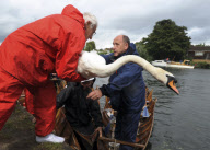 Swan Upping on the River Thames between Shepperton Lock and Windsor, Britain - 18 Jul 2011