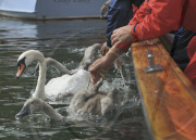 Swan Upping on the River Thames between Shepperton Lock and Windsor, Britain - 18 Jul 2011