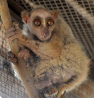 CHINA-ZHENGZHOU-WILD ANIMAL-RESCUE (CN)