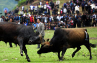 CHINA-SICHUAN-TORCH FESTIVAL-BULLFIGHT (CN)