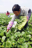 CHINA-NINGXIA-VEGETABLE HARVEST (CN)