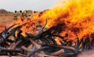 KENYA-IVORY-CONTRABAND-BURN
